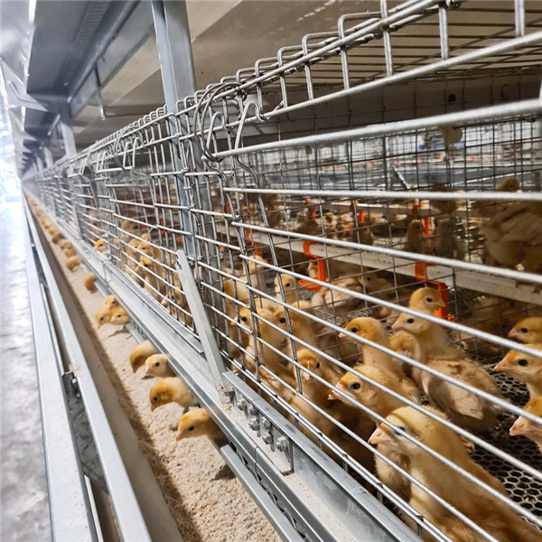 Automatic H Type Poultry Farm Pullet Chicken Cage Featured Image